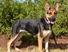 Dixie. a black and tan German Shepherd