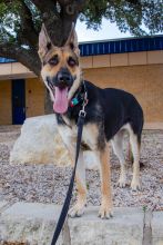 Dixie. a black and tan German Shepherd