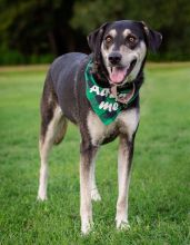 Duchess, a black, tan and white german shepherd mix