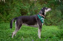 Duchess, a black, tan and white german shepherd mix