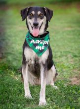 Duchess, a black, tan and white german shepherd mix