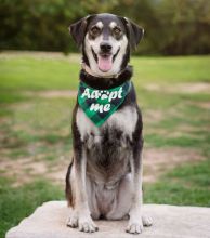 Duchess, a black, tan and white german shepherd mix