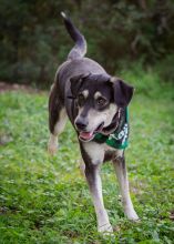 Duchess, a black, tan and white german shepherd mix