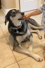 Duchess, a black, tan and white german shepherd