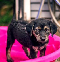 Duke, a black and tan german shepherd mix puppy