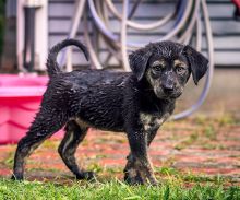 Duke, a black and tan german shepherd mix puppy