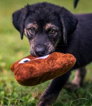 Duke, a black and tan german shepherd mix puppy with a toy