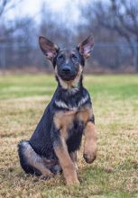 Duke, a black and tan german shepherd puppy