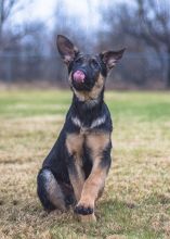 Duke, a black and tan german shepherd puppy