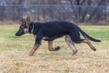 Duke, a black and tan german shepherd puppy