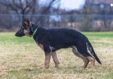 Duke, a black and tan german shepherd puppy