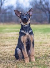 Duke, a black and tan german shepherd puppy