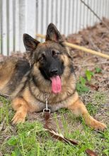 Eve, a black and tan young german shepherd