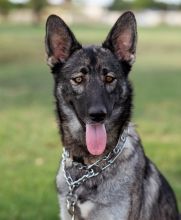 Epic, a beautiful sable german shepherd