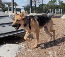 Eva, a sable german shepherd