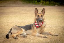 Fabian, a black and tan german shepherd