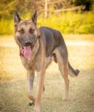 Fabian, a black and tan german shepherd