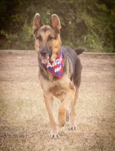 Fabio, a black and tan german shepherd