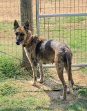 Fantina, a black and tan german shepherd