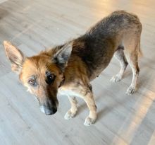 Fantina, a black and tan german shepherd