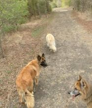 Out for a walk with her pack