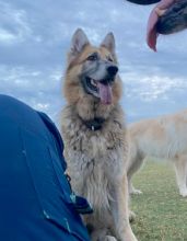 Fiona, a tan and black german shepherd