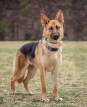 Foxy, a tan and black german shepherd