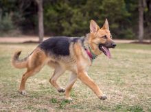 Foxy, a tan and black german shepherd