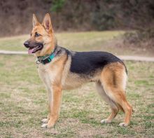 Foxy, a tan and black german shepherd