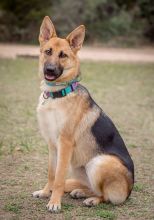 Foxy, a tan and black german shepherd