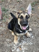 Frankie, a black and tan german shepherd puppy