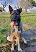 Freya, a silver sable german shepherd