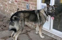 Freya, a silver sable german shepherd