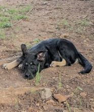 Furiosa, a cute black and tan german shepherd puppy