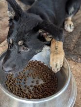 Furiosa, a cute black and tan german shepherd puppy