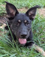 Furiosa, a cute black and tan german shepherd puppy