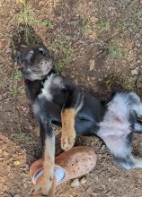 Furiosa, a cute black and tan german shepherd puppy