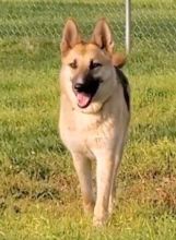 Ginger, a black and tan german shepherd