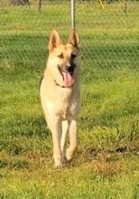 Ginger, a black and tan german shepherd