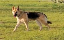 Ginger, a black and tan german shepherd