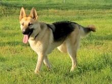 Ginger, a black and tan german shepherd