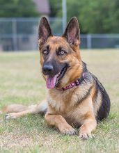 Ginna, a black and tan german shepherd