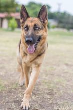 Ginna, a black and tan german shepherd