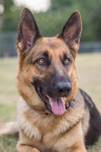 Ginna, a black and tan german shepherd