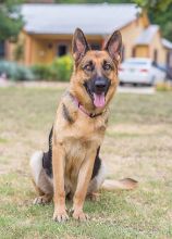 Ginna, a black and tan german shepherd