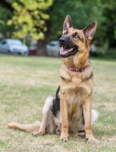 Ginna, a black and tan german shepherd