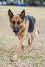 Ginna, a black and tan german shepherd