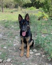 Greta, a young black and tan german shepherd