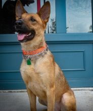 Gunner, a black and tan german shepherd