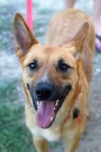 Gunner, a black and tan german shepherd